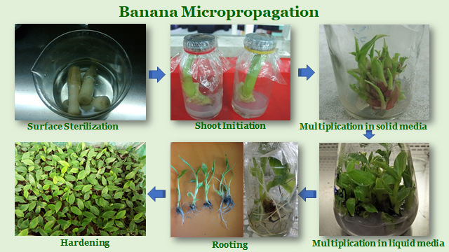 Banana Micropropagation