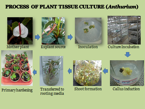 Process of Plant Tissue Culture (Anthurium)