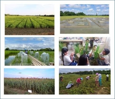 Rice Breeding under the Field