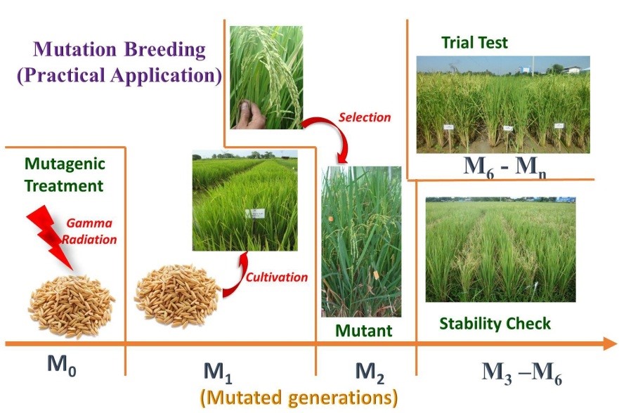 Mutation Breeding